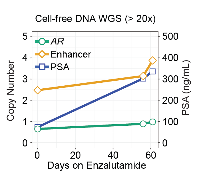 AR gene and enhancer copy number tracks with PSA.