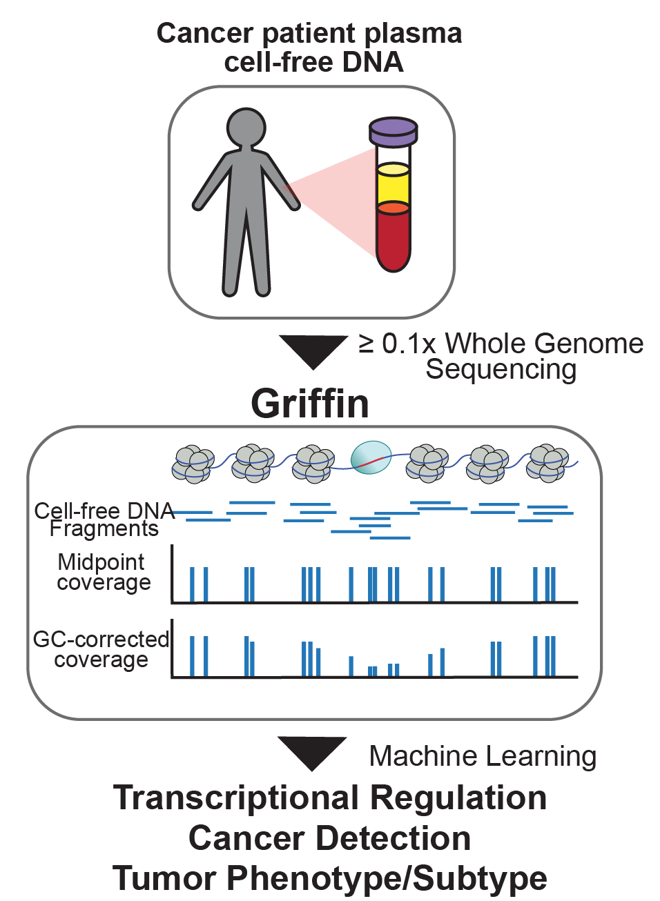 Brief Griffin schematic.